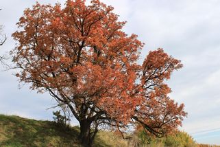 V krajině chybějí staré stromy. Ptáci nemají kde hnízdit - Novinky